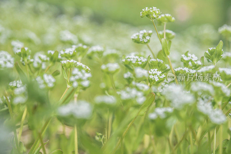 普通玉米沙拉植物(Valerianella locusta)在开花